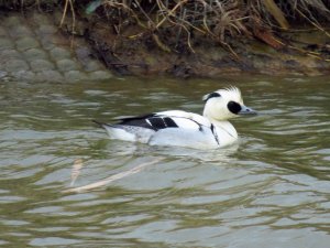 Smew