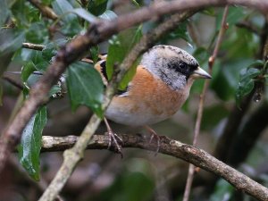 Brambling