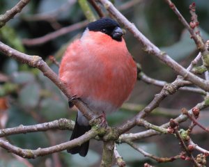 Bullfinch