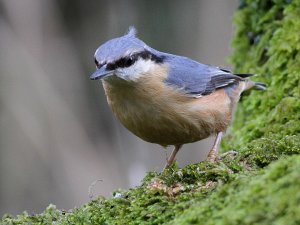 Nuthatch