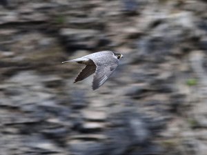 Peregrine Falcon