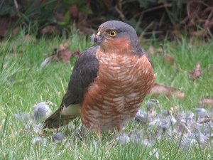 Sparrowhawk