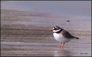 Ringed Plover