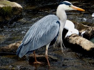 Heron in a cold stream