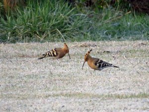 Hoopoe