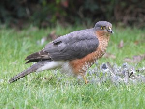 Sparrowhawk