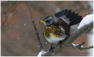 Fieldfare.