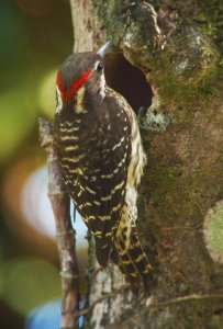 Philippine Pygmy Woodpecker