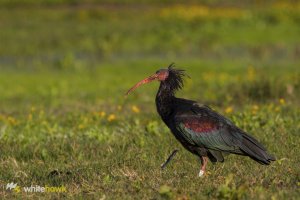 Northern Bald Ibis - Critically endangered...