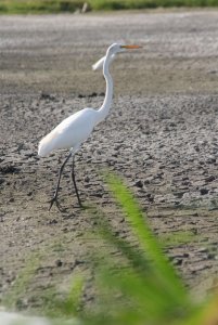 Great Egret