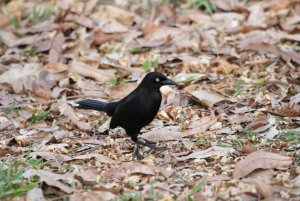 Carib Grackle