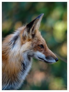 Red Fox