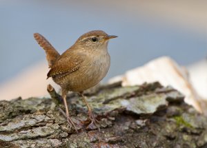 Wren