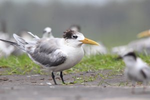 Swift Tern