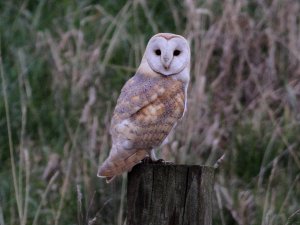 Barn Owl