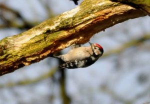 Lesser Spotted Woodpecker