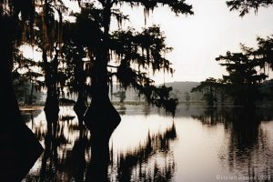 Bald Cypress in silhouette