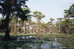 Caddo Lake and Cypress Forest