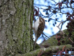 Treecreeper