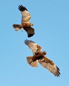 Courting Harriers