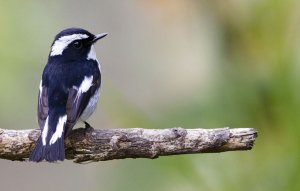 Little Pied Flycatcher