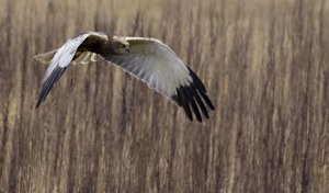 Marsh Harrier