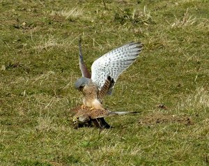 Kestrel in a flap