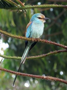 Abyssinian Roller in Gambia