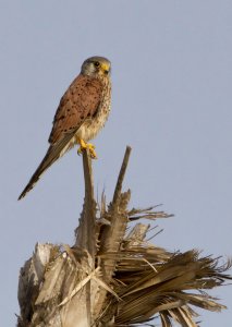 Male Kestrel