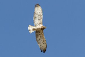 Short-toed Snake Eagle