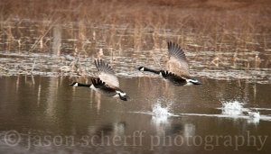 Canadian Geese