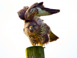 Buzzard