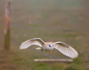 Barn Owl