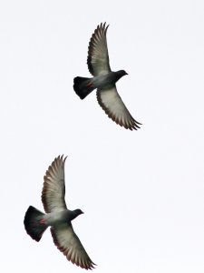 Seeing Double - Rock Pigeons