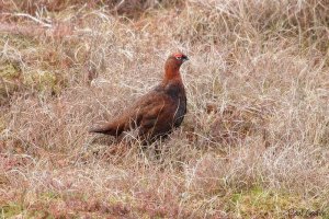 Red grouse 2