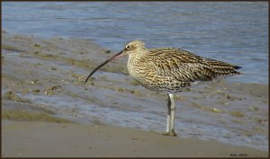 Curlew