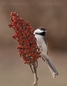 Black-capped Chickadee