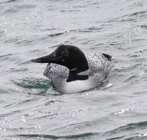 Great Northern Diver