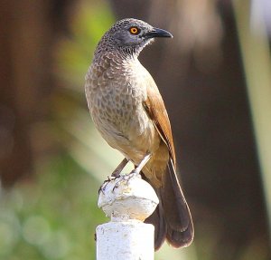 Brown Babbler - Gambia