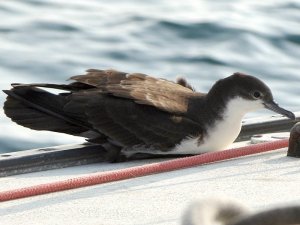 Galapagos Shearwater