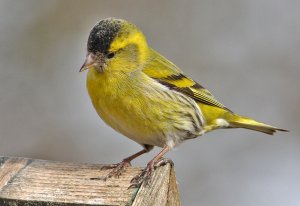 Male Siskin