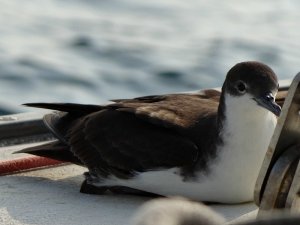 Galapagos Shearwater