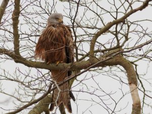 Red Kite, perched
