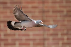 wood pigeon