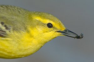 Yellow Wagtail