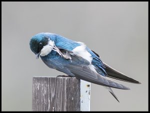 Tree Swallow