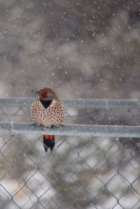 Northern Flicker