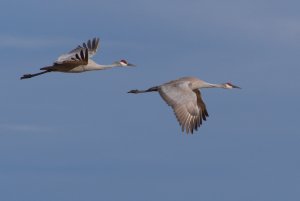 Sandhill Crane