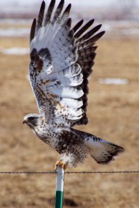 Rough-legged Hawk