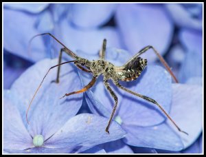 Wheel Bug Nymph